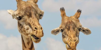 Giraffe_foto1