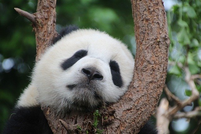 Ouwehands Dierenpark Panda